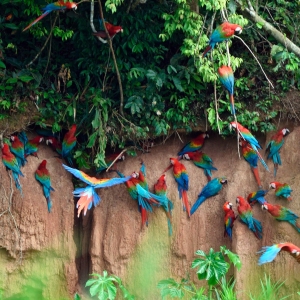 Macaw-Clay-lick