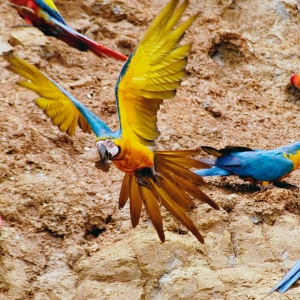Macaws-1