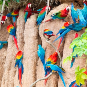 Macaws-at-Clay-Lick