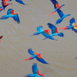 Macaws-in-Flight