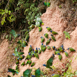 Parrot-Clay-Lick-2-1