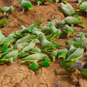 Parrots-at-Clay-Lick-1