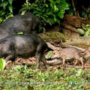Peccary-Family