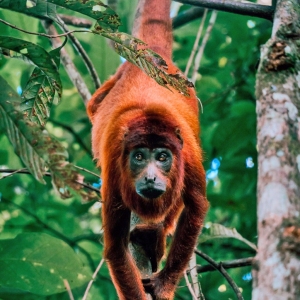 Red-Howler-monkey