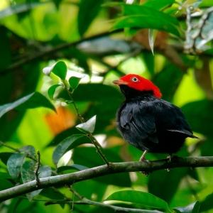Round-Tailed-Manakin