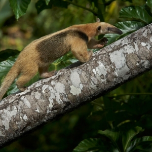 Tamandua