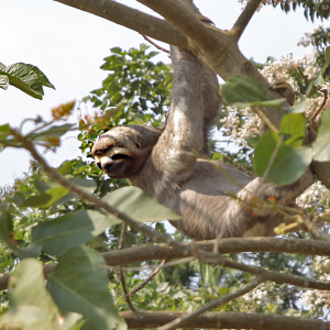 Three-toed-Sloth