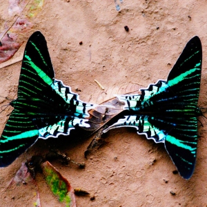 Urania-Moths