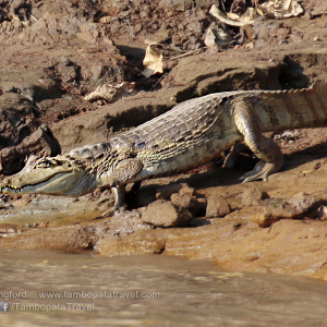 White-Caiman