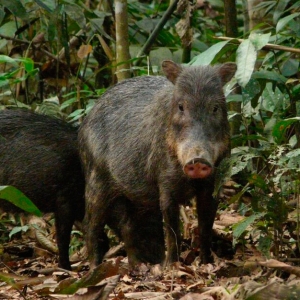 White-Lipped-Peccaries