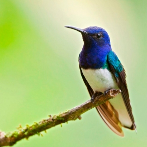White-Necked-Jacobin