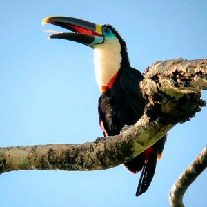 White-Throated-Toucan