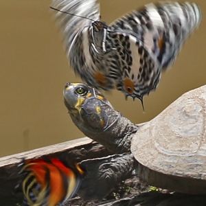 butterflies-on-Turtle