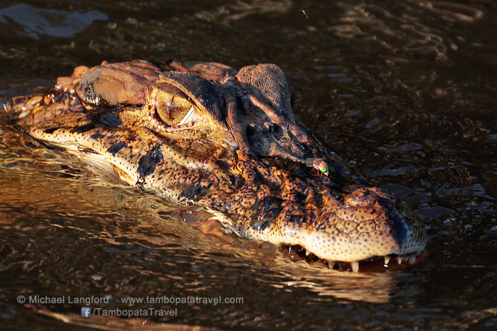Caiman