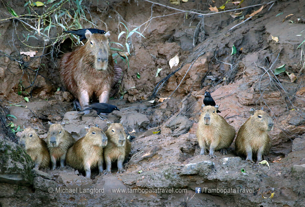 Capybara Family