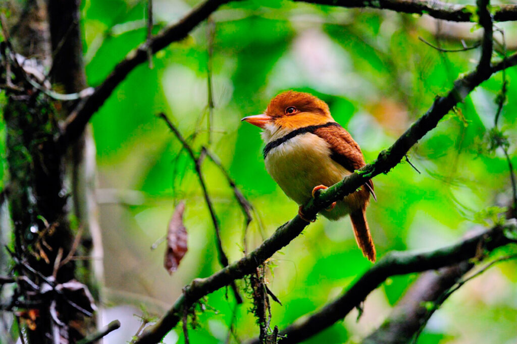 Collared Puffbird