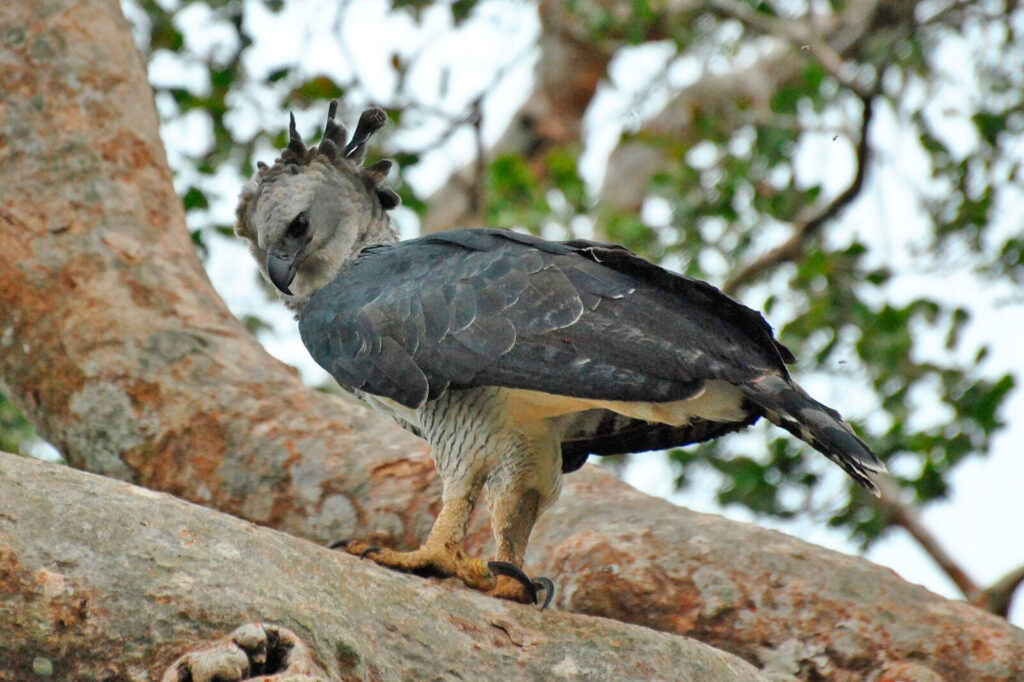 Harpy Eagle