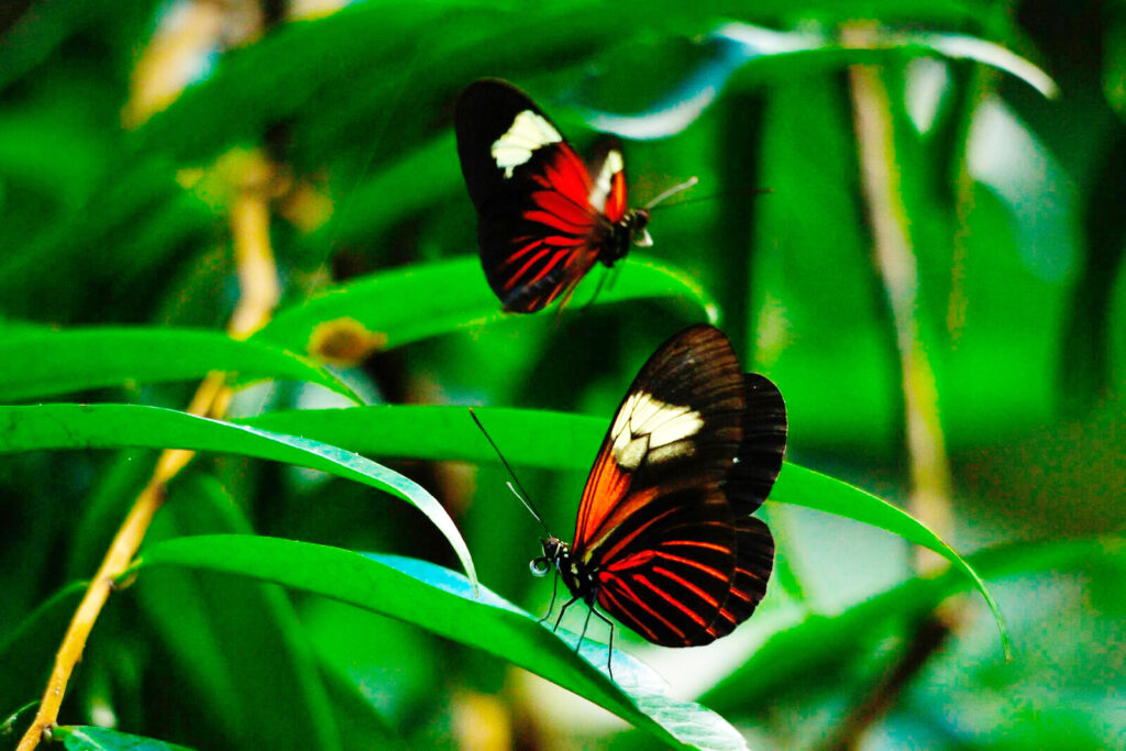 Heliconius erato