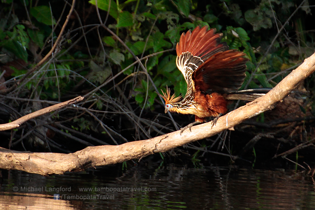 Hoatzin 2