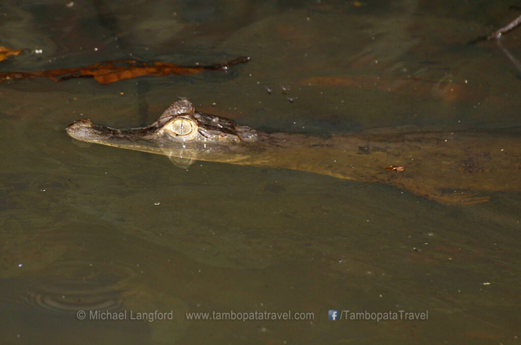 Island Exploration & Pond 3