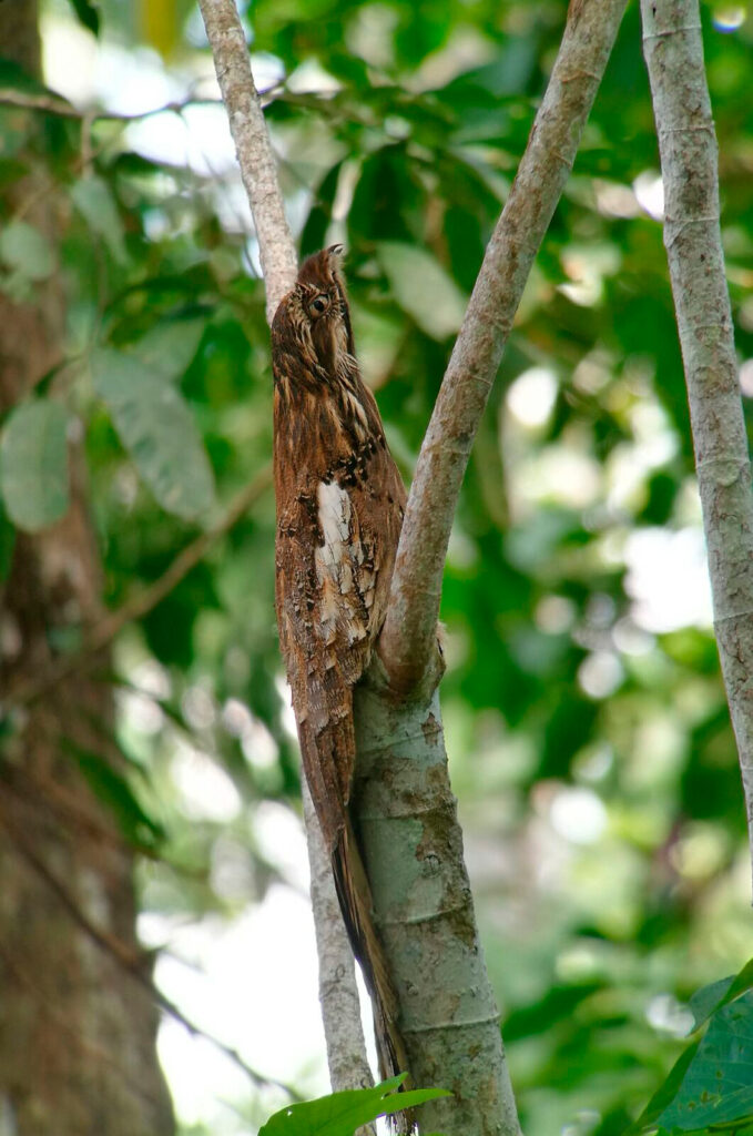 Long Tailed Potoo