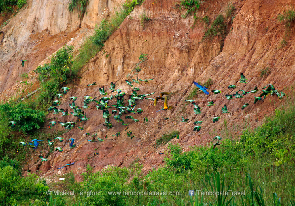 Macaw Clay Lick 5