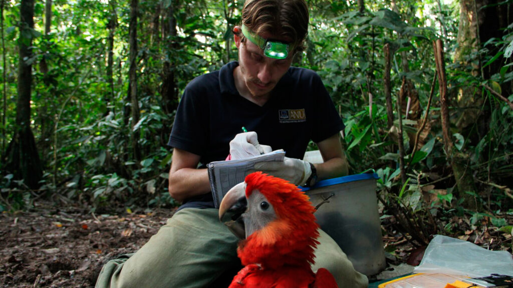 Macaw Research 3