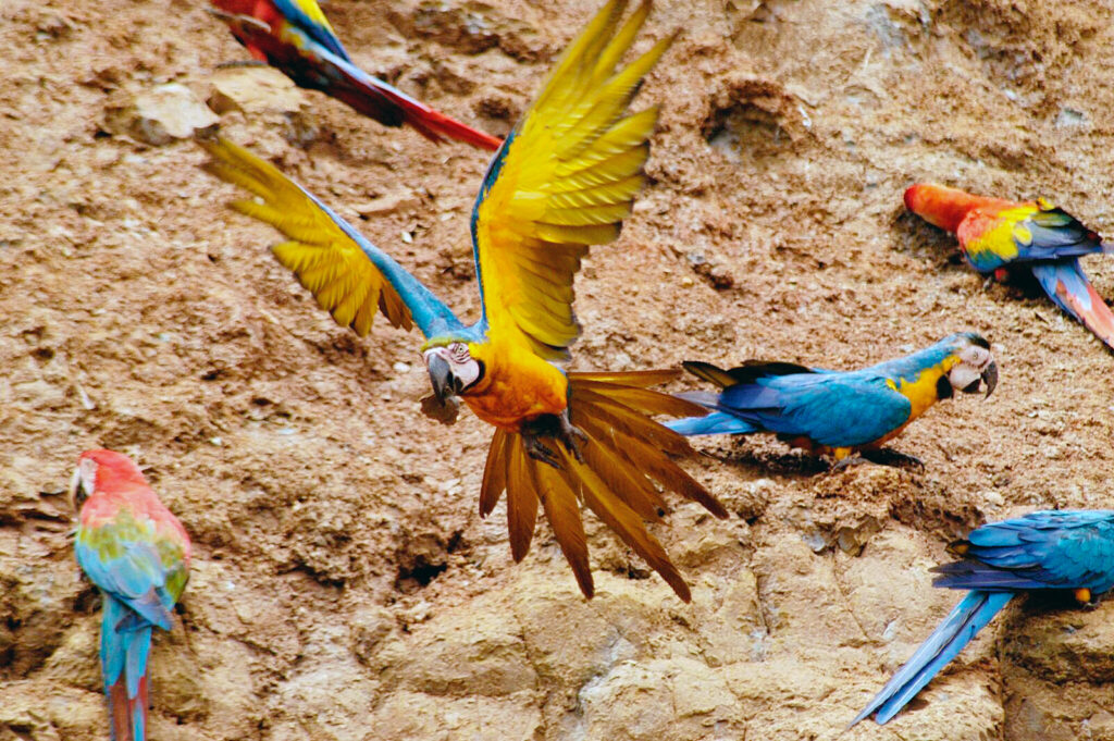 Macaws 1