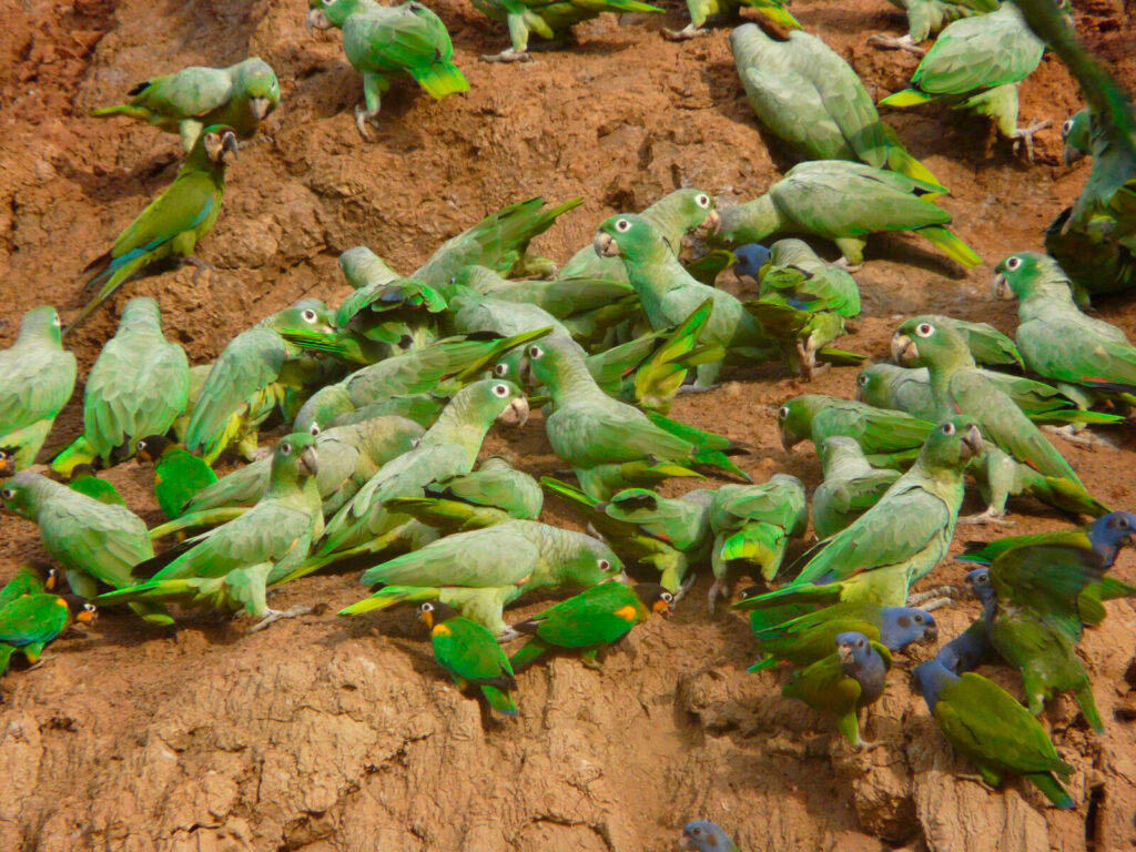 Parrots at Clay Lick 1