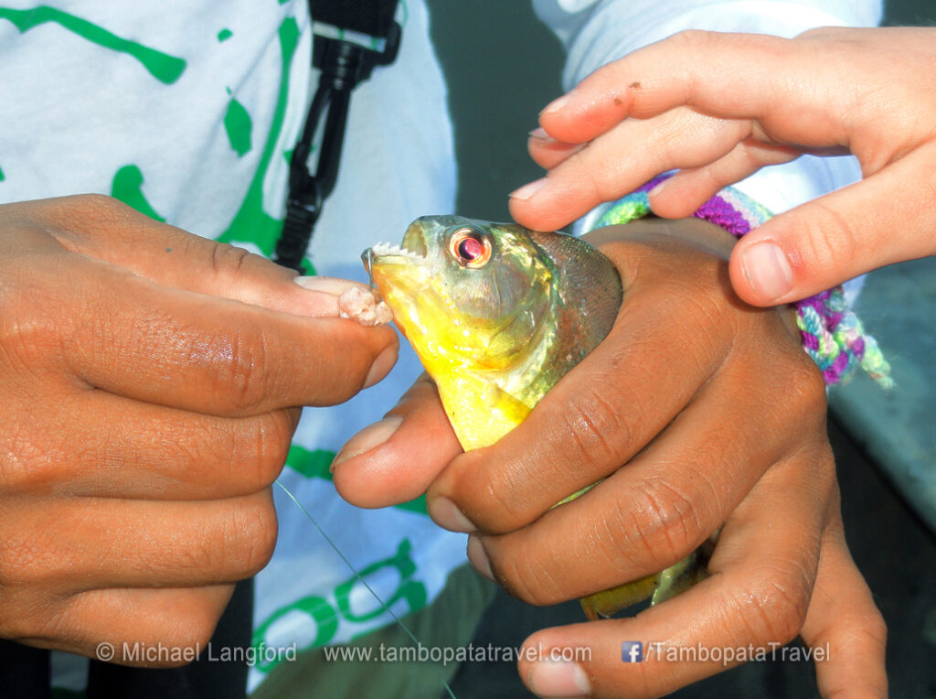 Piranha Fishing (catch & release) 2