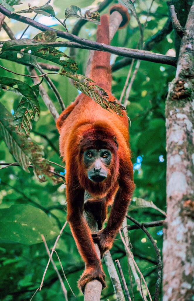 Red Howler monkey