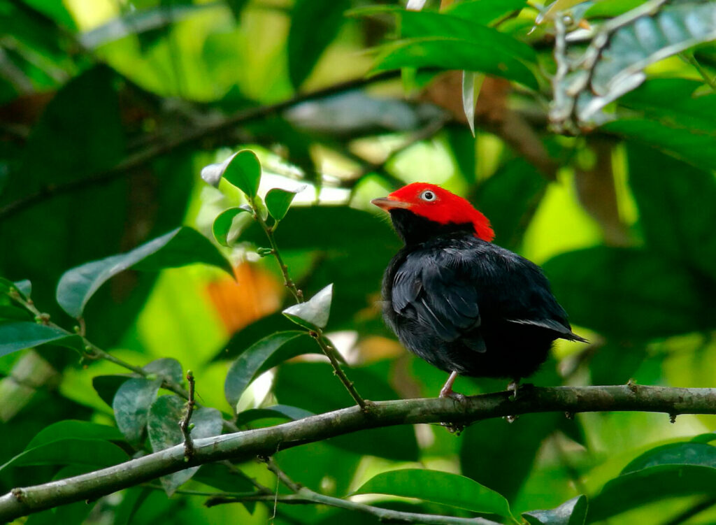 Round-Tailed Manakin