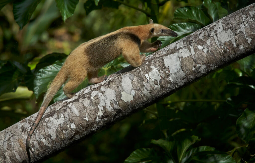 Tamandua