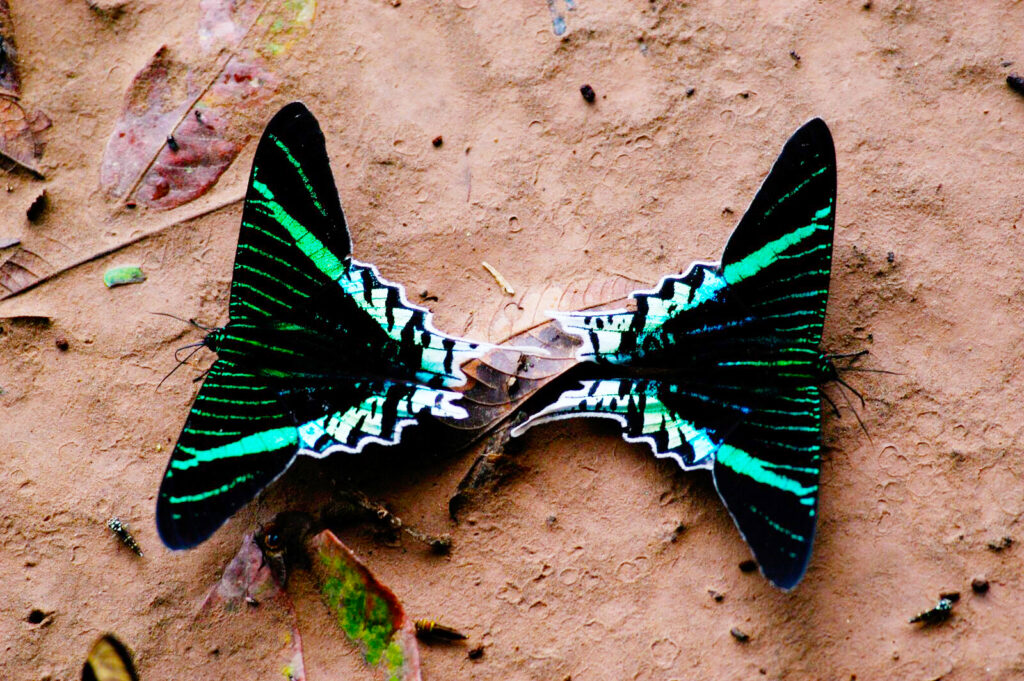 Urania Moths