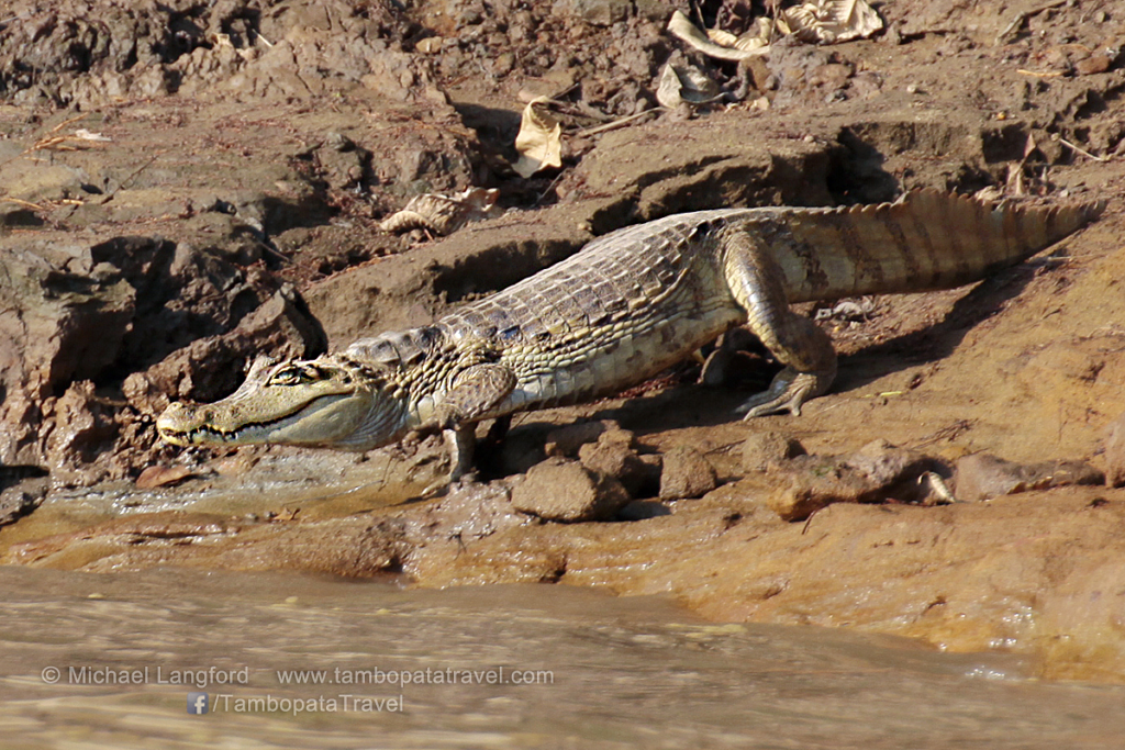 White Caiman