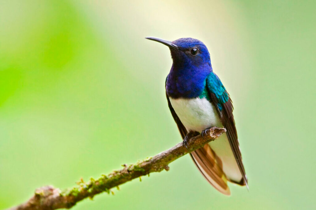 White Necked Jacobin