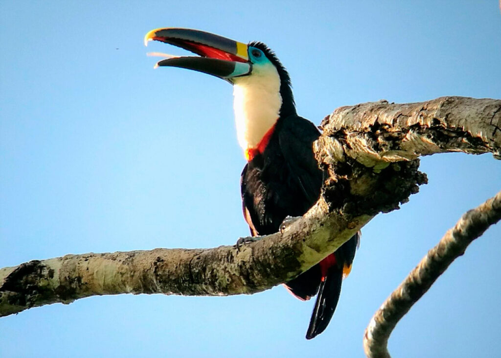 White-Throated Toucan