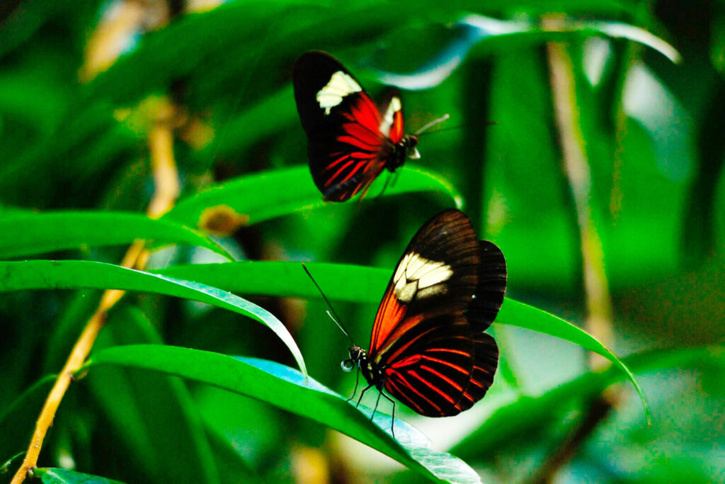 World of Butterflies 2